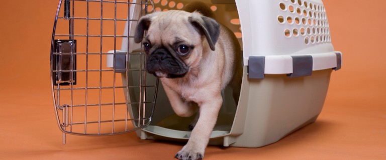 Puppies, Interviews, and Train Wrecks
